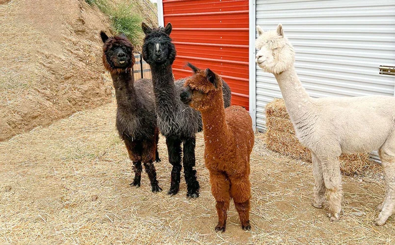 group of alpacas