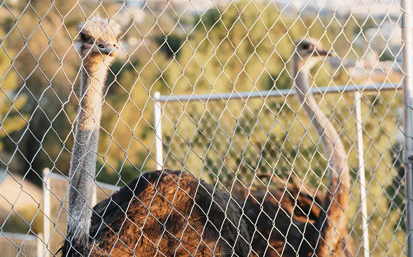 ostriches